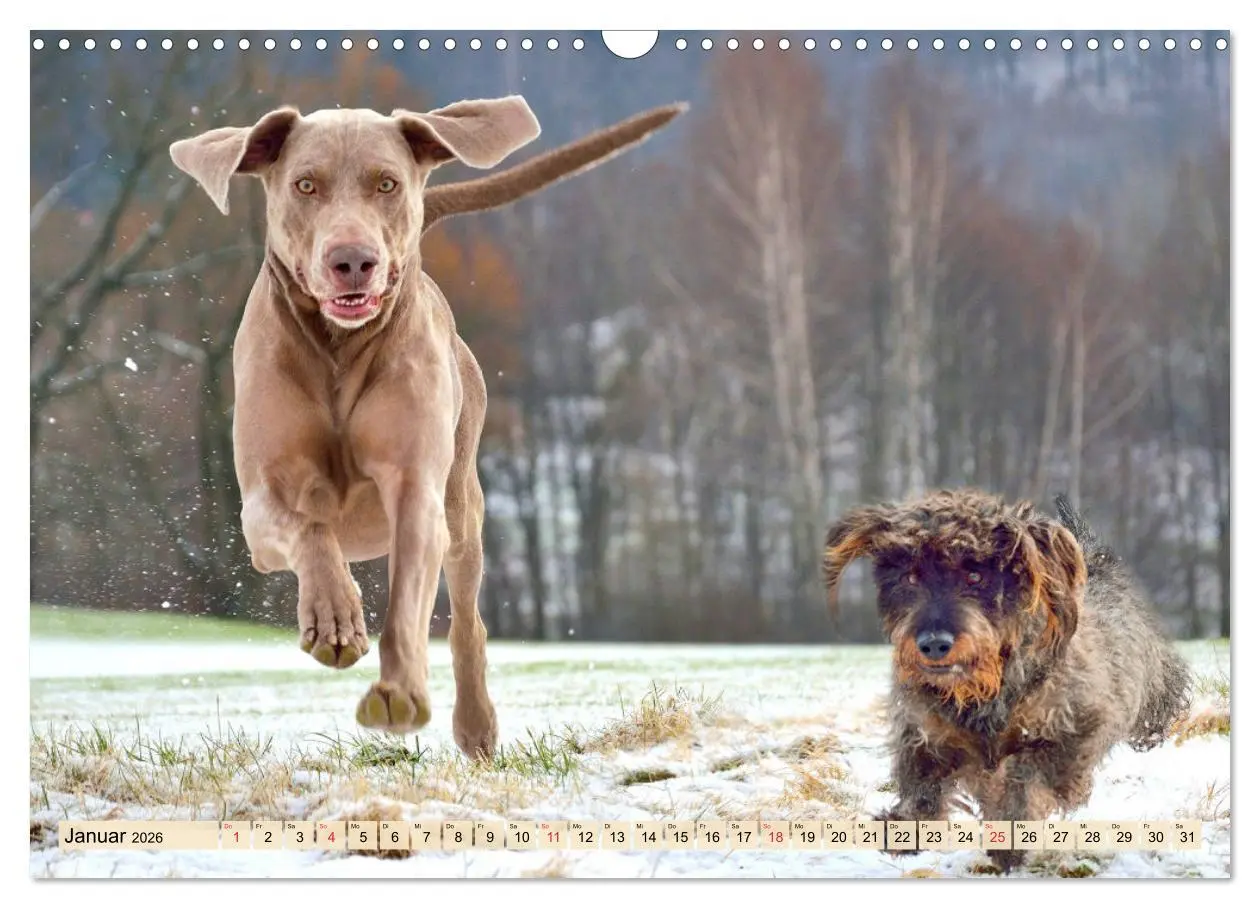 Bild: 9783457633472 | Weimaraner. Edel, elegant und klug (Wandkalender 2026 DIN A3 quer),...