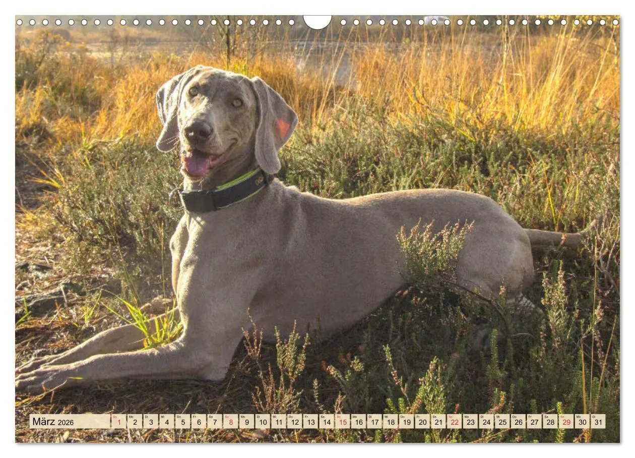 Bild: 9783457633472 | Weimaraner. Edel, elegant und klug (Wandkalender 2026 DIN A3 quer),...