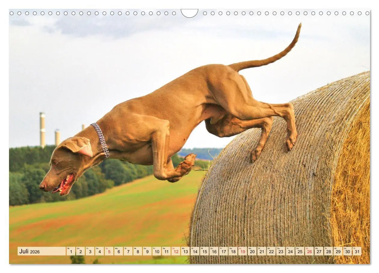 Bild: 9783457633472 | Weimaraner. Edel, elegant und klug (Wandkalender 2026 DIN A3 quer),...