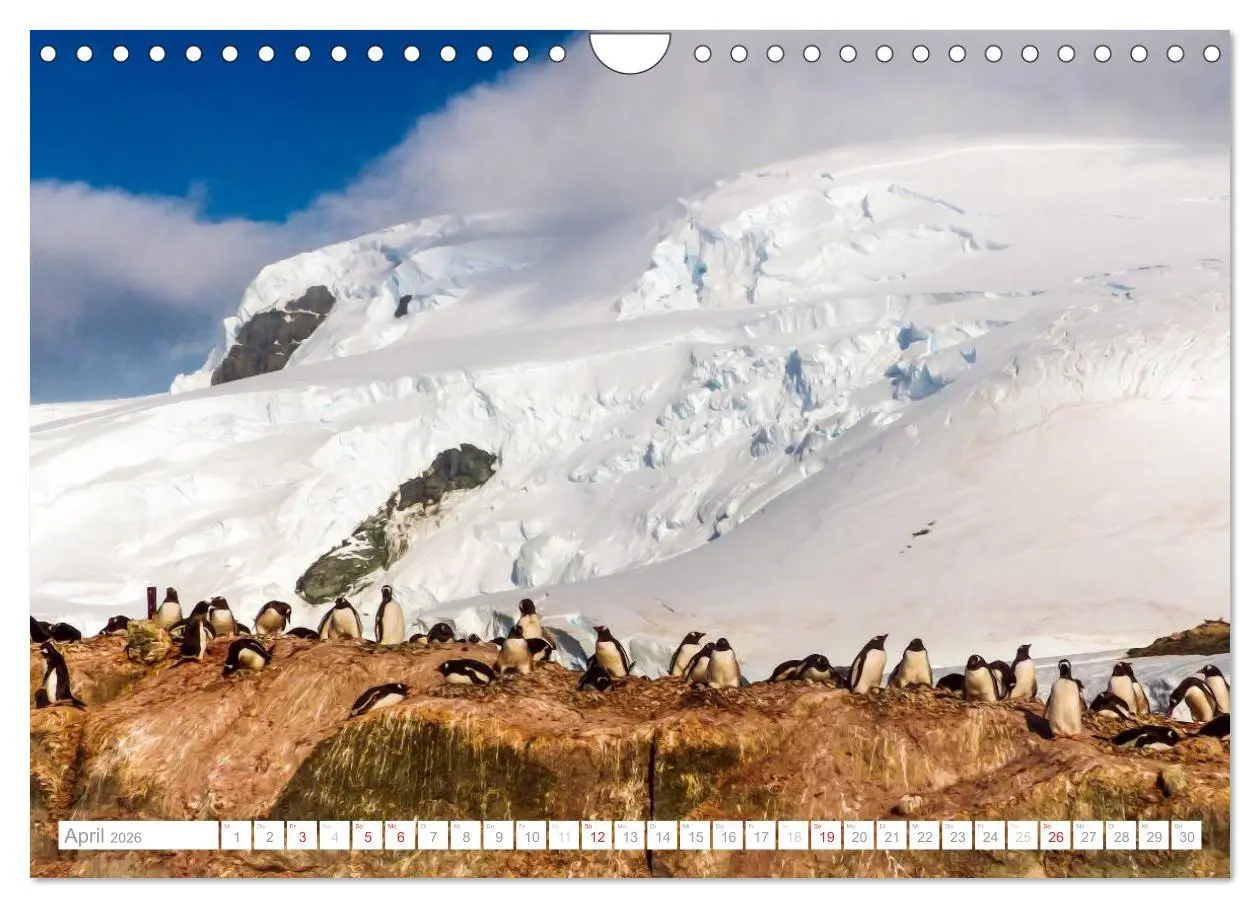 Bild: 9783516193572 | Antarktis - Das Reich der Pinguine (Wandkalender 2026 DIN A4 quer),...