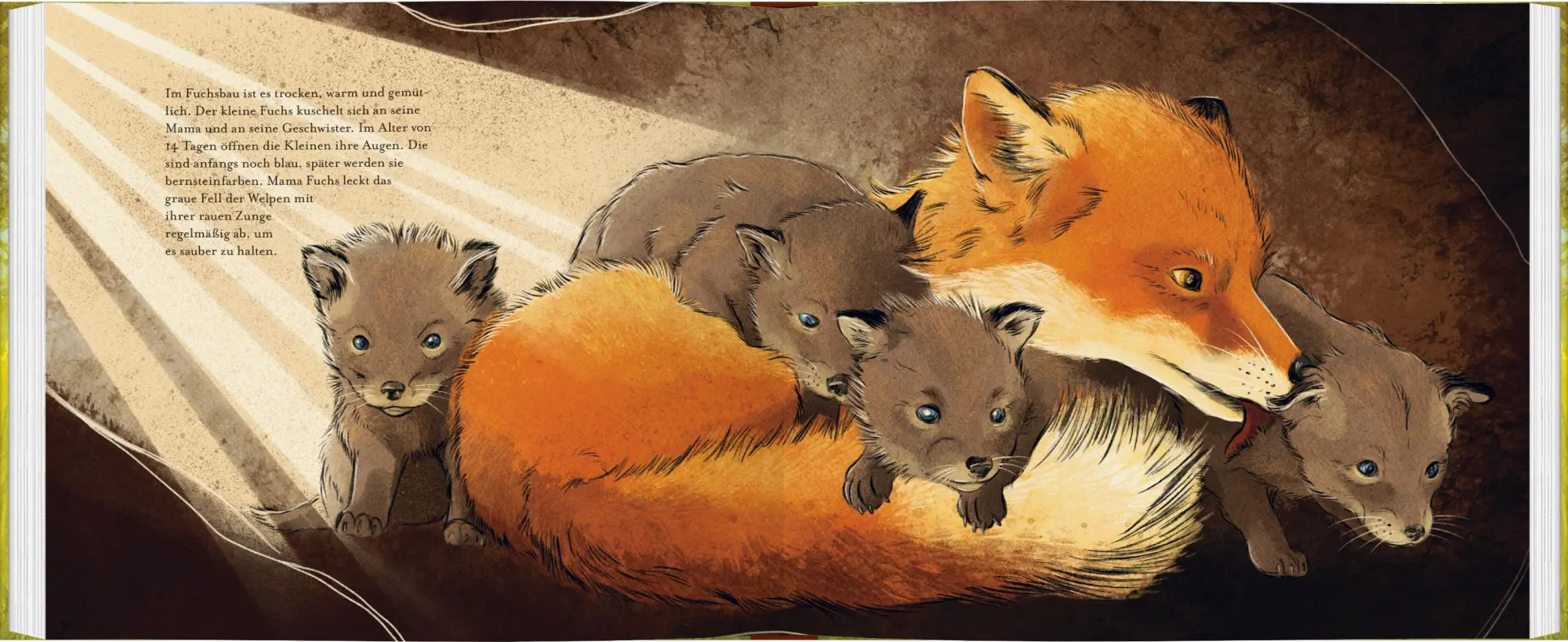 Bild: 9783836963572 | Kleiner Fuchs, bald bist du groß! | Anita van Saan | Buch | 40 S.