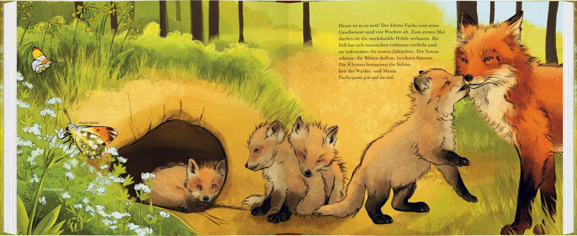 Bild: 9783836963572 | Kleiner Fuchs, bald bist du groß! | Anita van Saan | Buch | 40 S.
