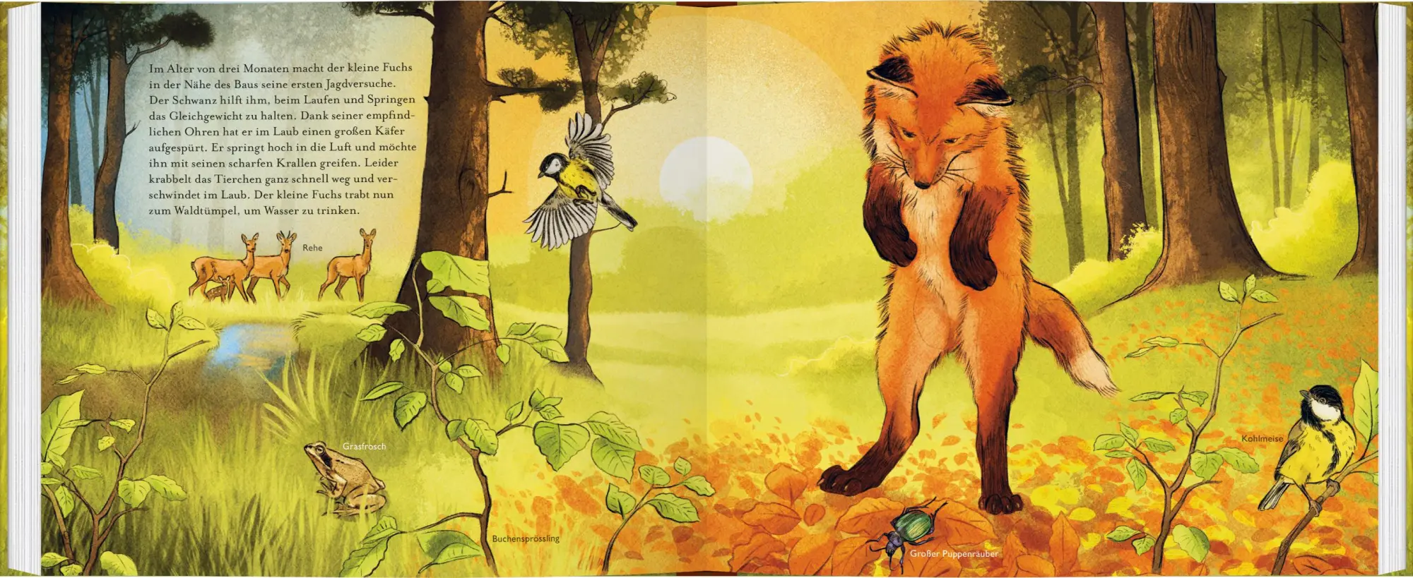 Bild: 9783836963572 | Kleiner Fuchs, bald bist du groß! | Anita van Saan | Buch | 40 S.