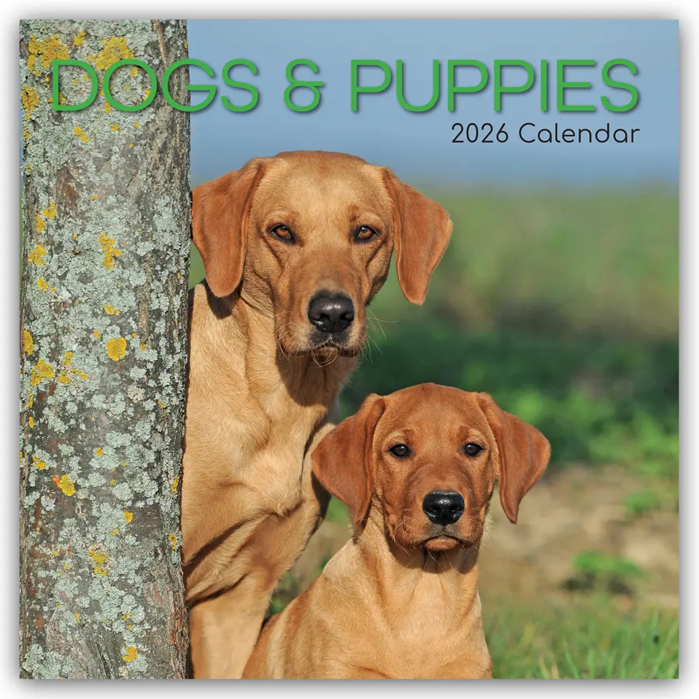 Cover: 9781836223672 | Dogs and Puppies - Hunde und Welpen 2026 - 16-Monatskalender | Ltd