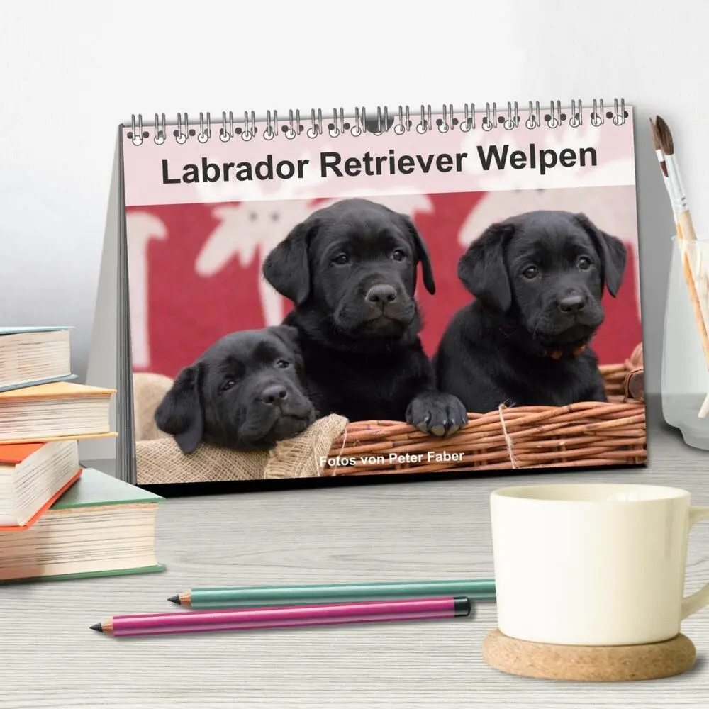 Bild: 9783435453672 | Labrador Retriever Welpen (Tischkalender 2025 DIN A5 quer),...