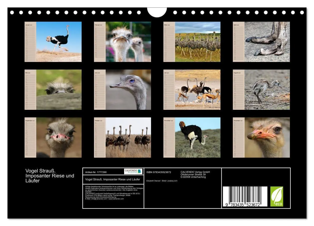 Bild: 9783435523672 | Vogel Strauß. Imposanter Riese und Läufer (Wandkalender 2025 DIN A4...