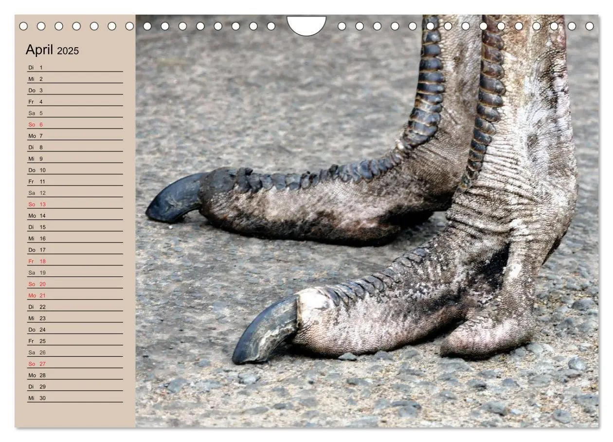 Bild: 9783435523672 | Vogel Strauß. Imposanter Riese und Läufer (Wandkalender 2025 DIN A4...