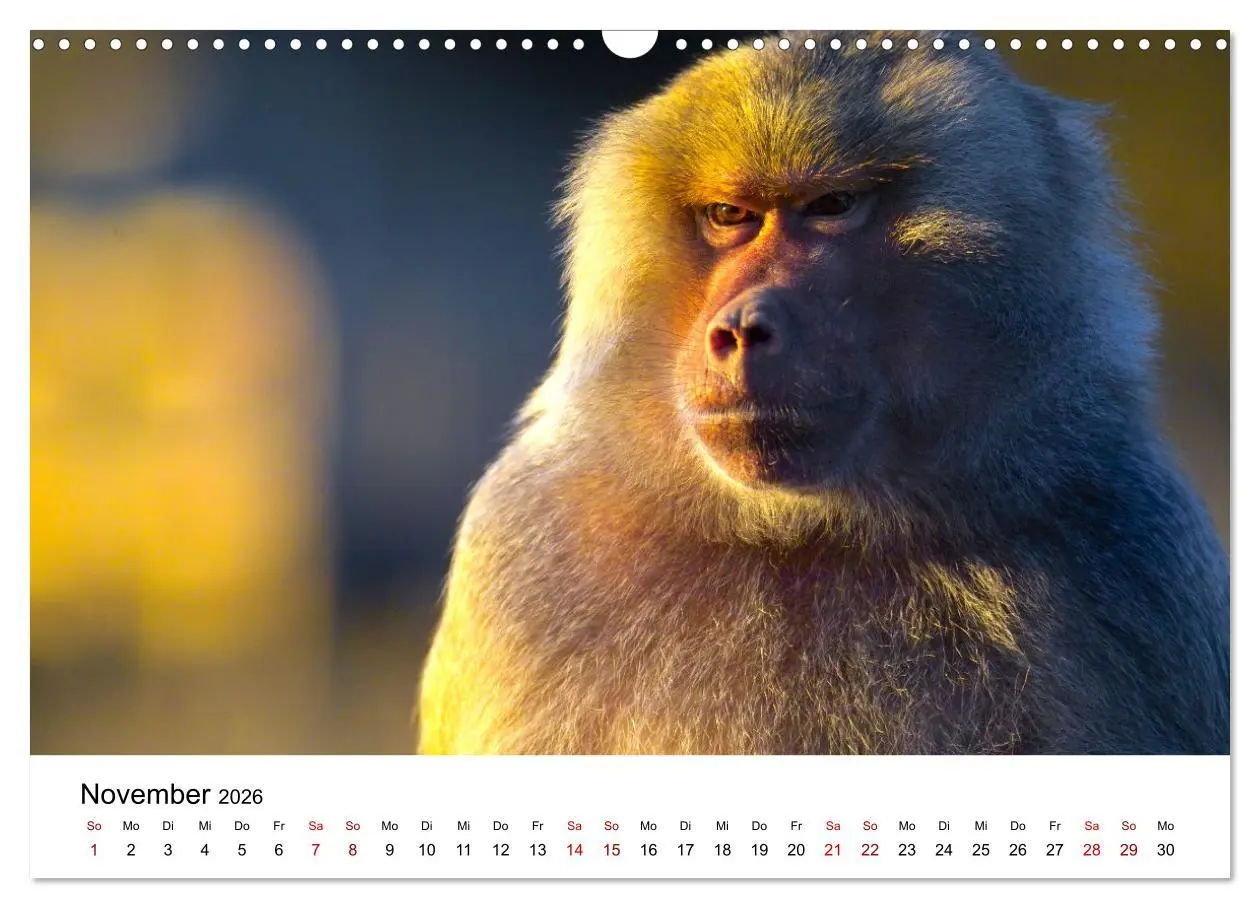 Bild: 9783457533772 | Lustige Affen - hinreißende Schnappschüsse (Wandkalender 2026 DIN...