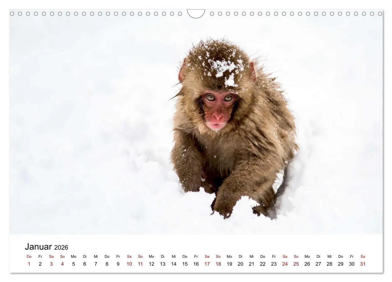 Bild: 9783457533772 | Lustige Affen - hinreißende Schnappschüsse (Wandkalender 2026 DIN...