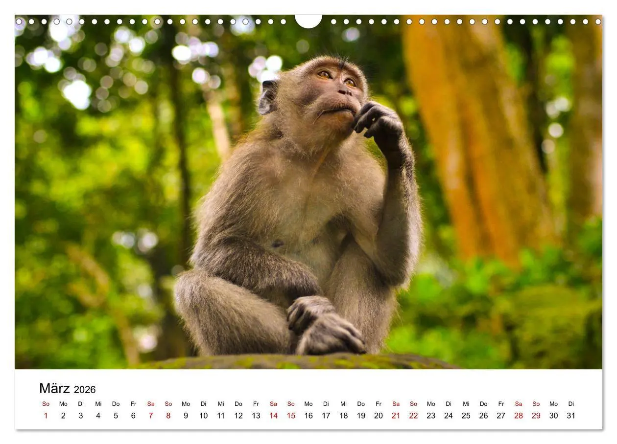 Bild: 9783457533772 | Lustige Affen - hinreißende Schnappschüsse (Wandkalender 2026 DIN...