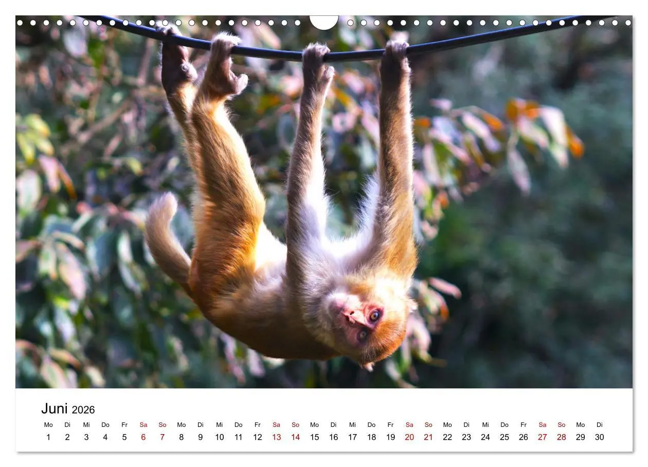 Bild: 9783457533772 | Lustige Affen - hinreißende Schnappschüsse (Wandkalender 2026 DIN...