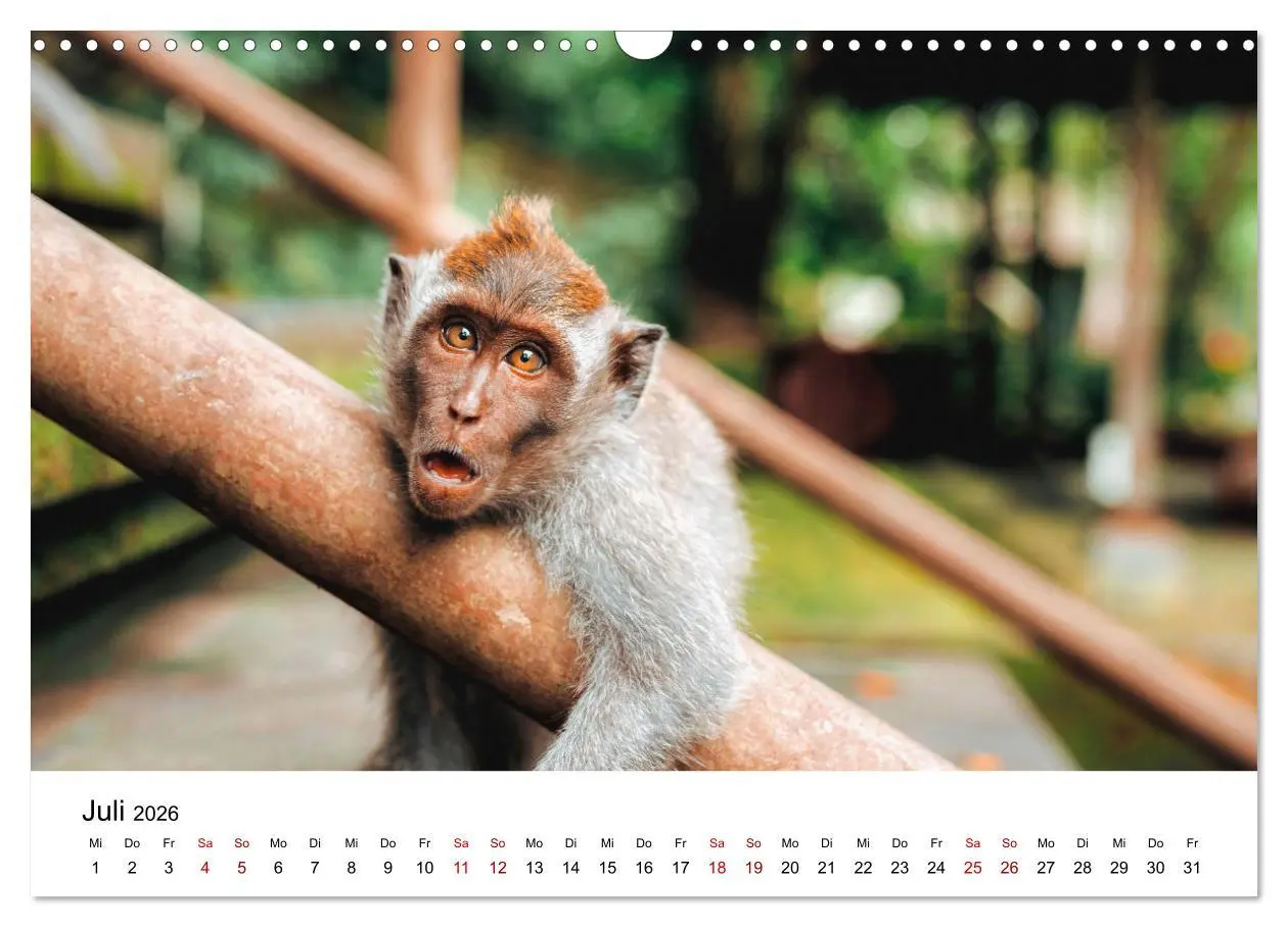Bild: 9783457533772 | Lustige Affen - hinreißende Schnappschüsse (Wandkalender 2026 DIN...