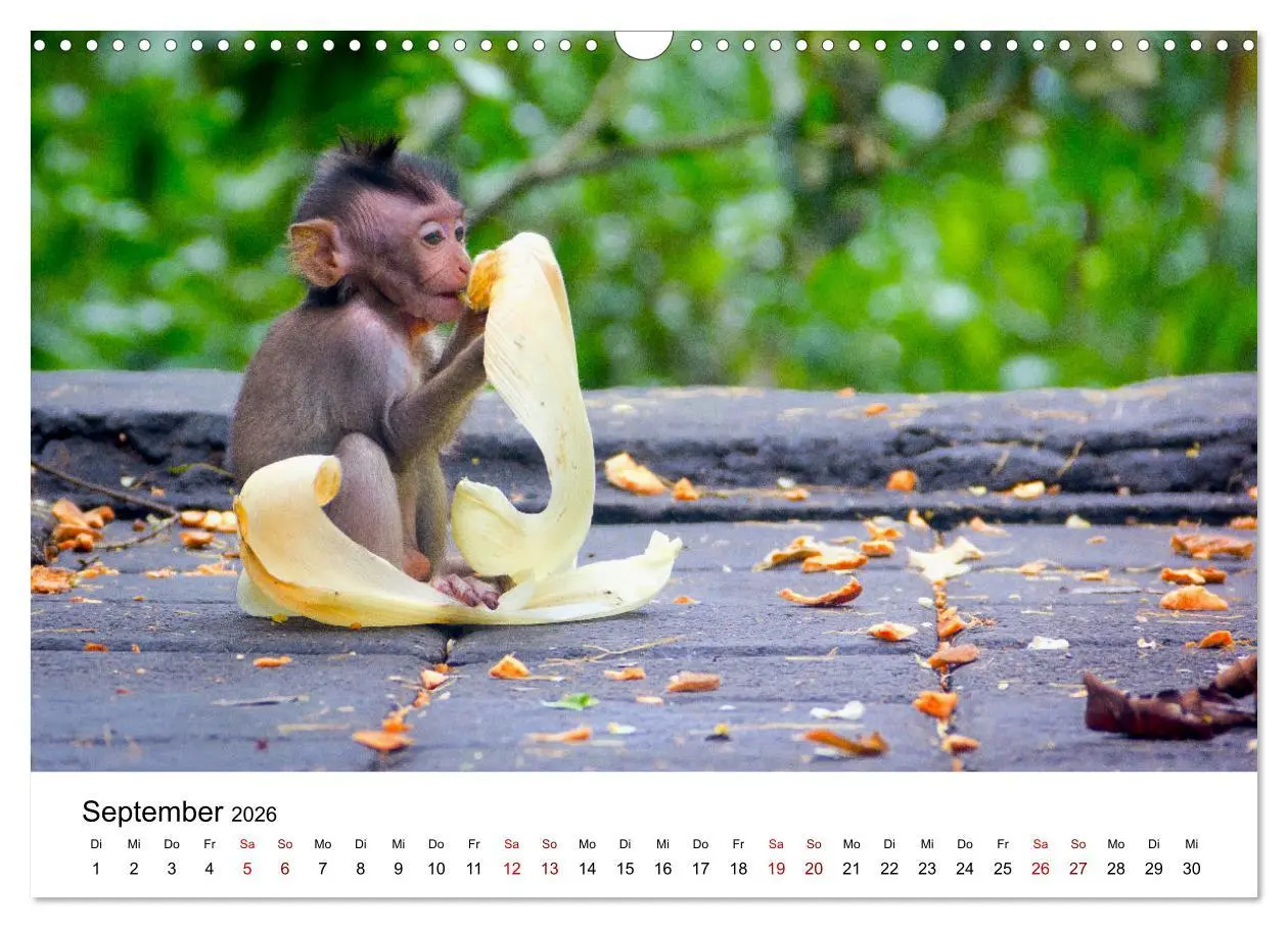 Bild: 9783457533772 | Lustige Affen - hinreißende Schnappschüsse (Wandkalender 2026 DIN...