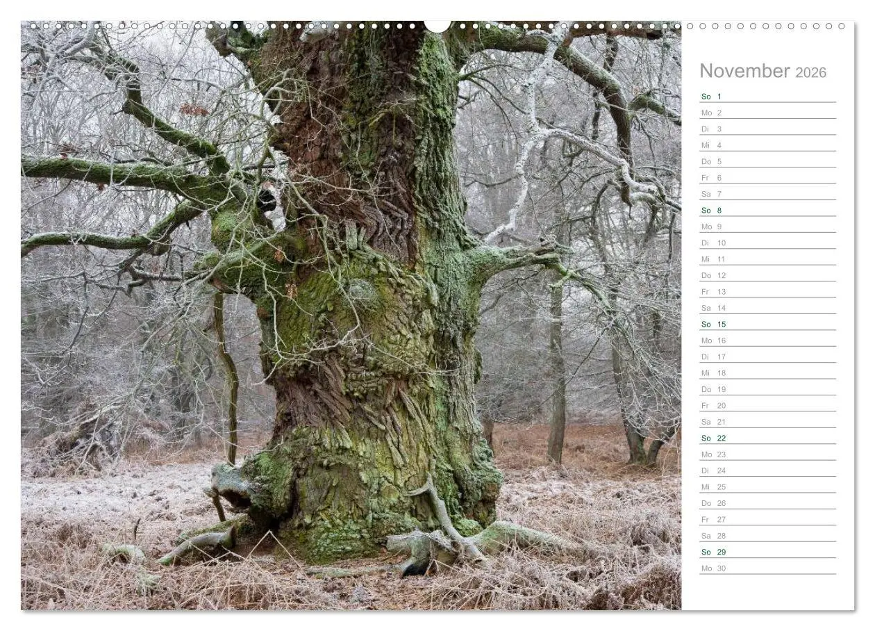 Bild: 9783516003772 | Im Deutschen Wald 2026 - ein Notizkalender (hochwertiger Premium...