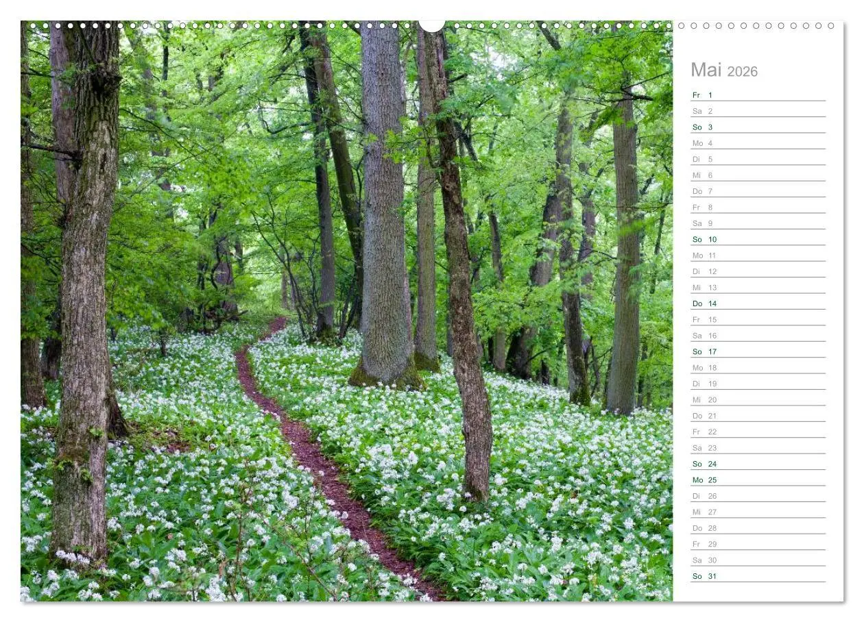 Bild: 9783516003772 | Im Deutschen Wald 2026 - ein Notizkalender (hochwertiger Premium...