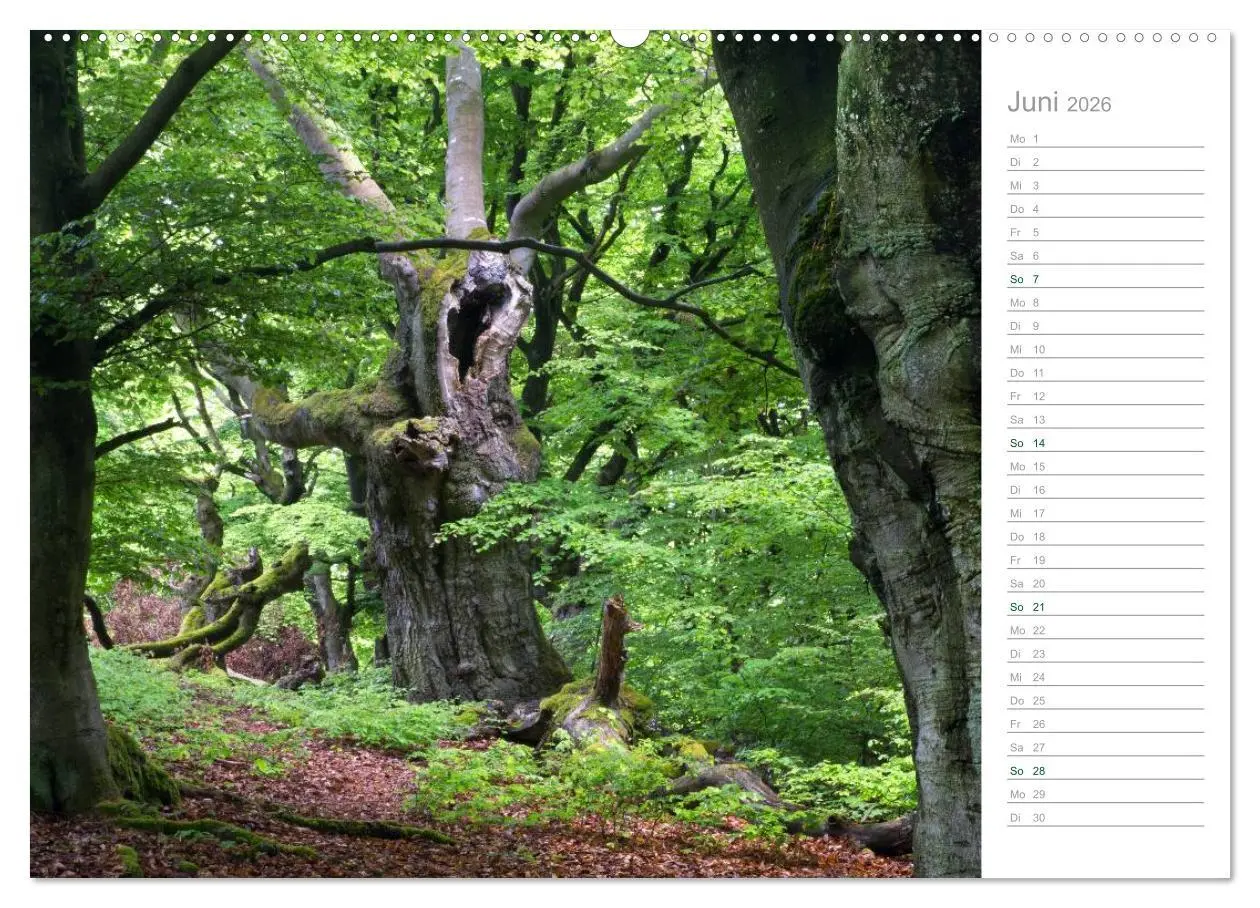 Bild: 9783516003772 | Im Deutschen Wald 2026 - ein Notizkalender (hochwertiger Premium...