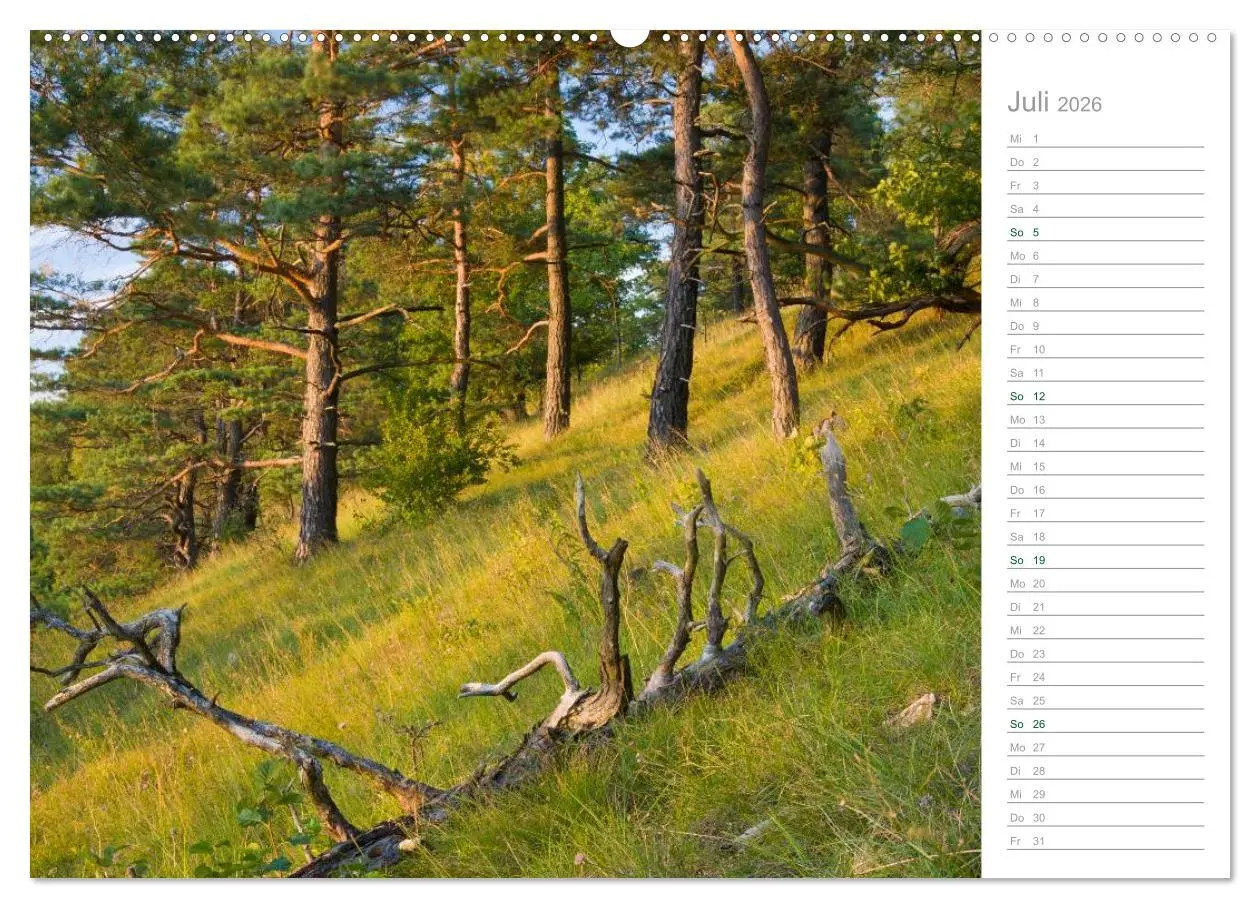 Bild: 9783516003772 | Im Deutschen Wald 2026 - ein Notizkalender (hochwertiger Premium...
