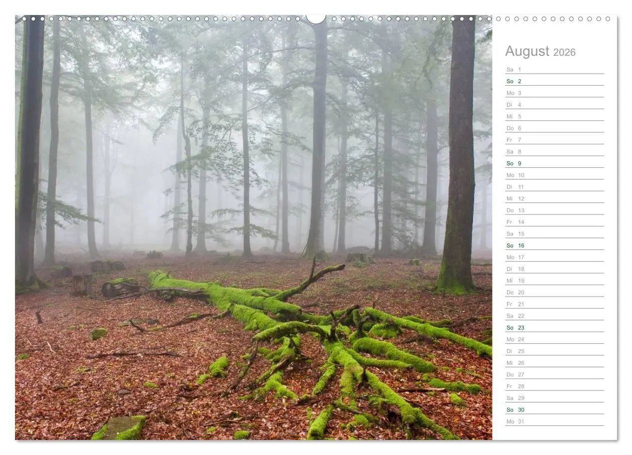 Bild: 9783516003772 | Im Deutschen Wald 2026 - ein Notizkalender (hochwertiger Premium...