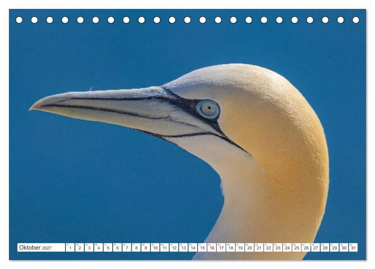Bild: 9783516863772 | Basstölpel - Helgolands faszinierende Vögel (Tischkalender 2027 DIN...