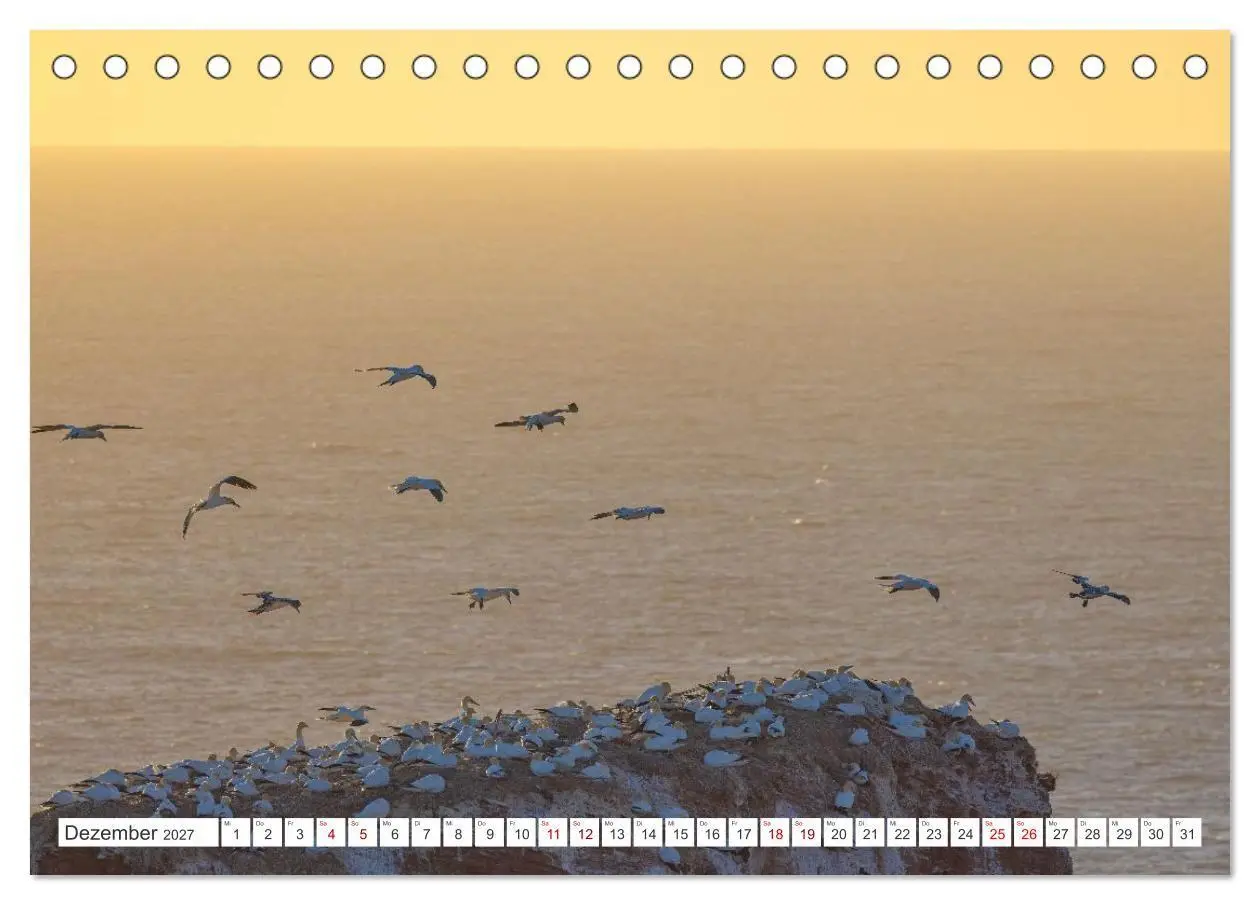 Bild: 9783516863772 | Basstölpel - Helgolands faszinierende Vögel (Tischkalender 2027 DIN...