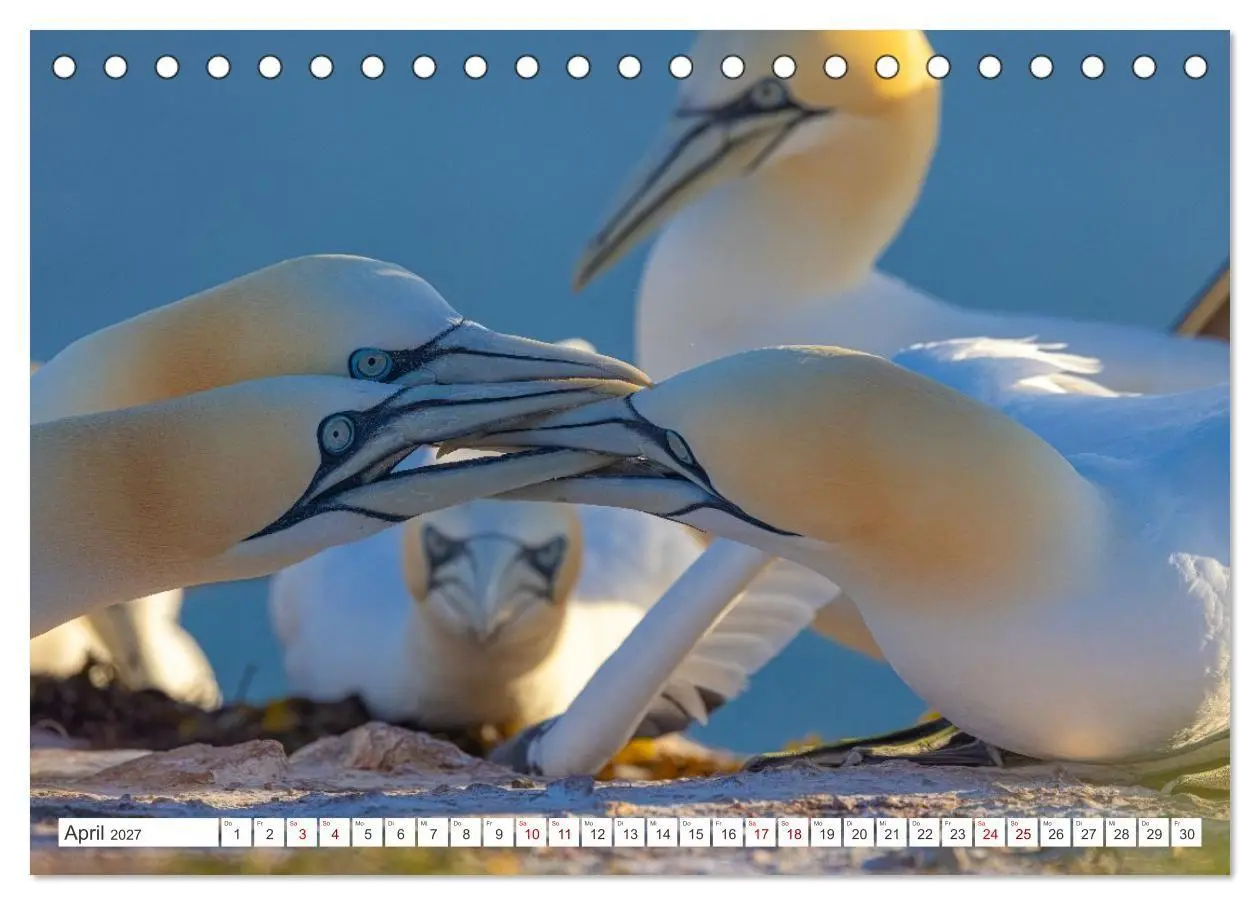 Bild: 9783516863772 | Basstölpel - Helgolands faszinierende Vögel (Tischkalender 2027 DIN...