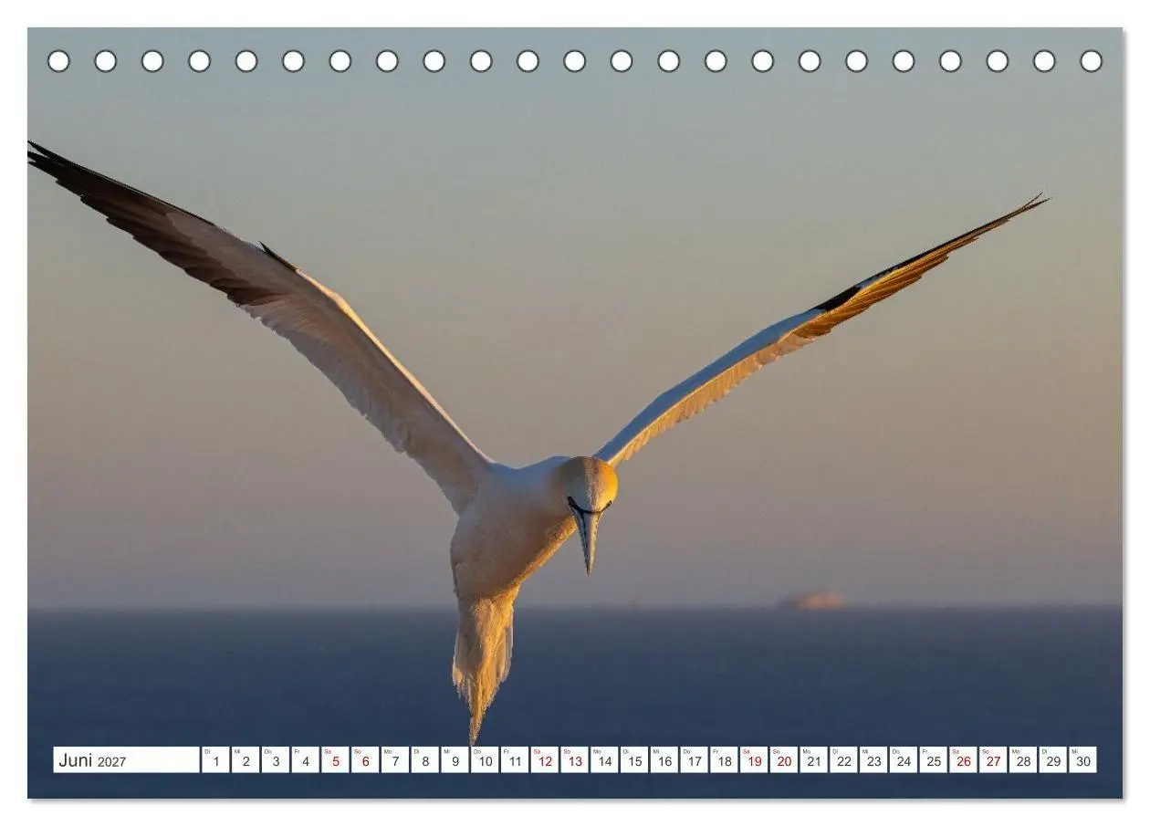 Bild: 9783516863772 | Basstölpel - Helgolands faszinierende Vögel (Tischkalender 2027 DIN...
