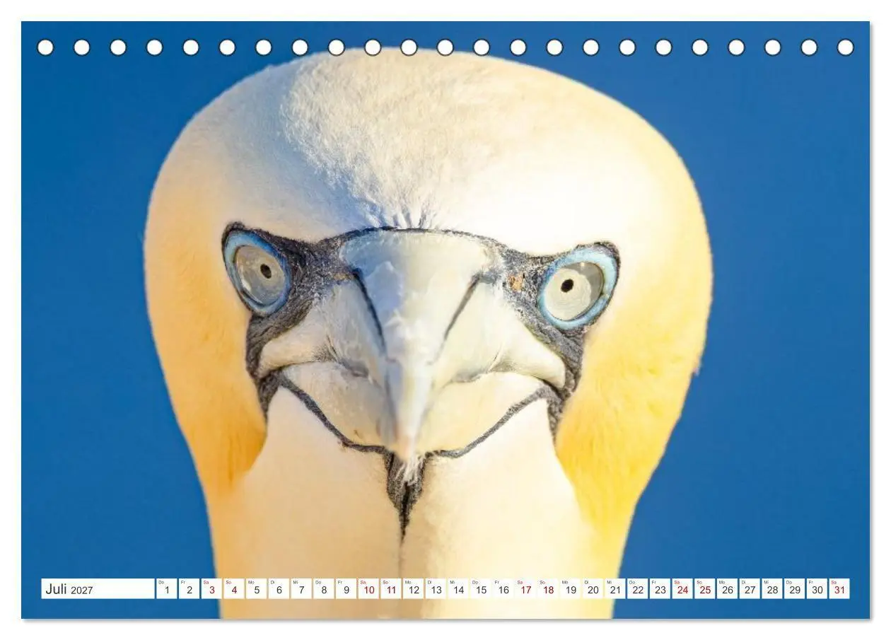 Bild: 9783516863772 | Basstölpel - Helgolands faszinierende Vögel (Tischkalender 2027 DIN...