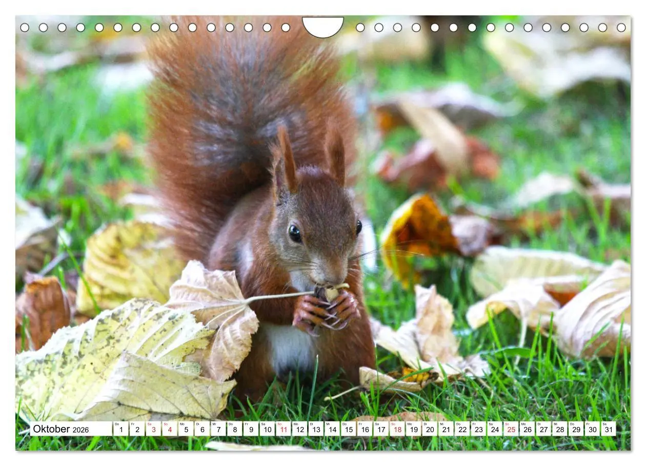 Bild: 9783516233872 | Eichhörnchen in freier Natur (Wandkalender 2026 DIN A4 quer),...