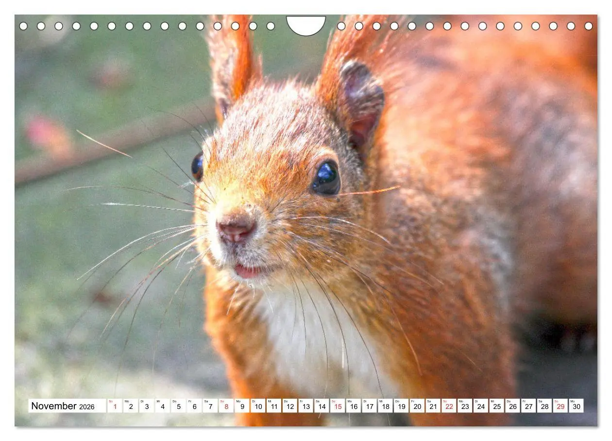 Bild: 9783516233872 | Eichhörnchen in freier Natur (Wandkalender 2026 DIN A4 quer),...