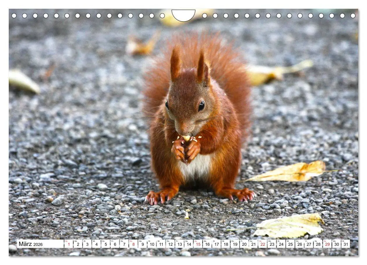 Bild: 9783516233872 | Eichhörnchen in freier Natur (Wandkalender 2026 DIN A4 quer),...