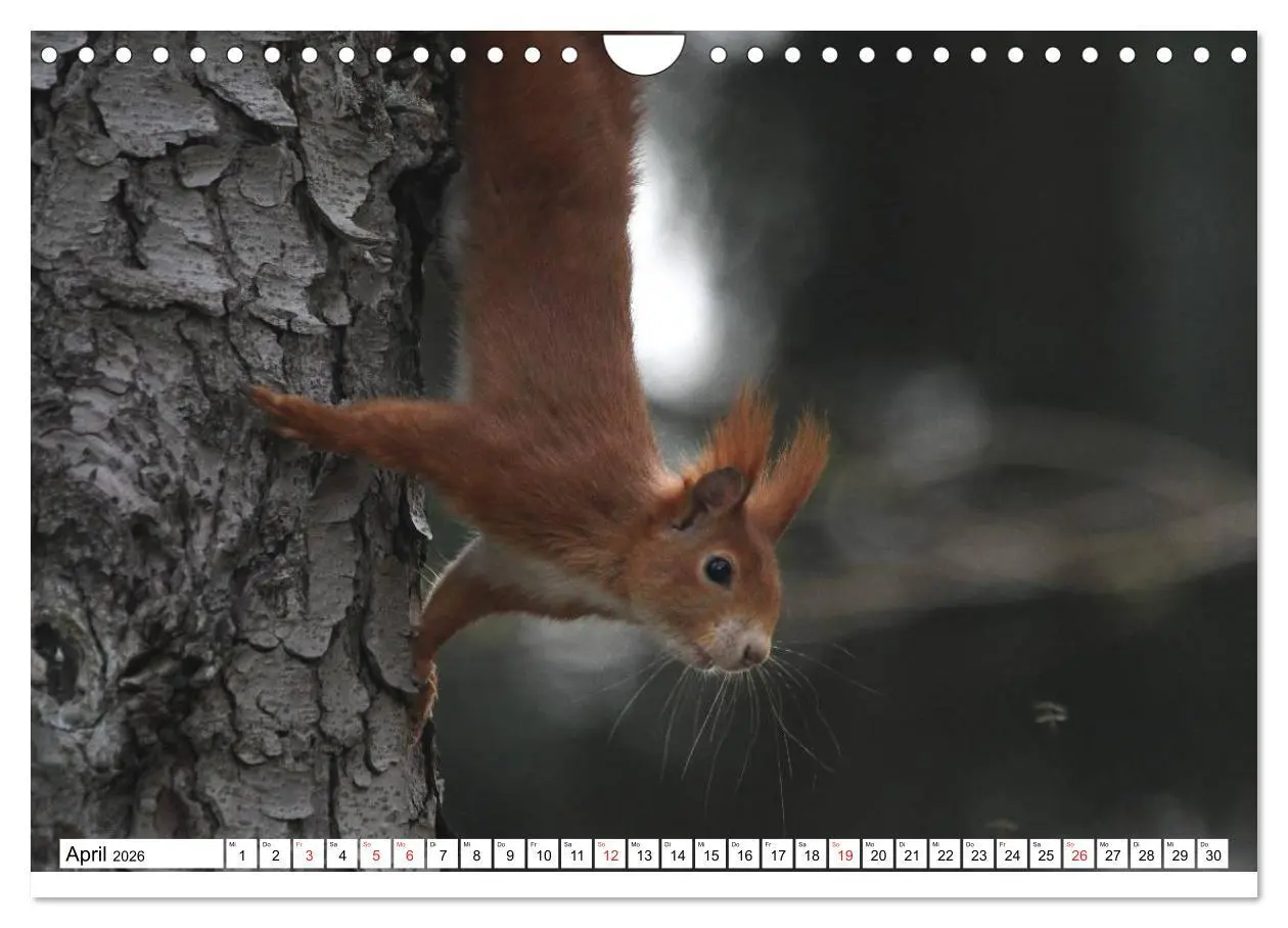 Bild: 9783516233872 | Eichhörnchen in freier Natur (Wandkalender 2026 DIN A4 quer),...