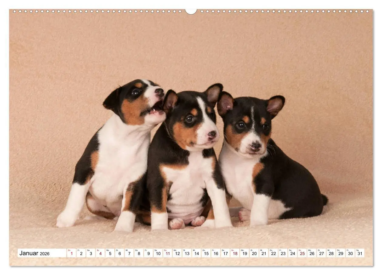 Bild: 9783457823972 | Wunderbare Basenji Welpenzeit (Wandkalender 2026 DIN A2 quer),...