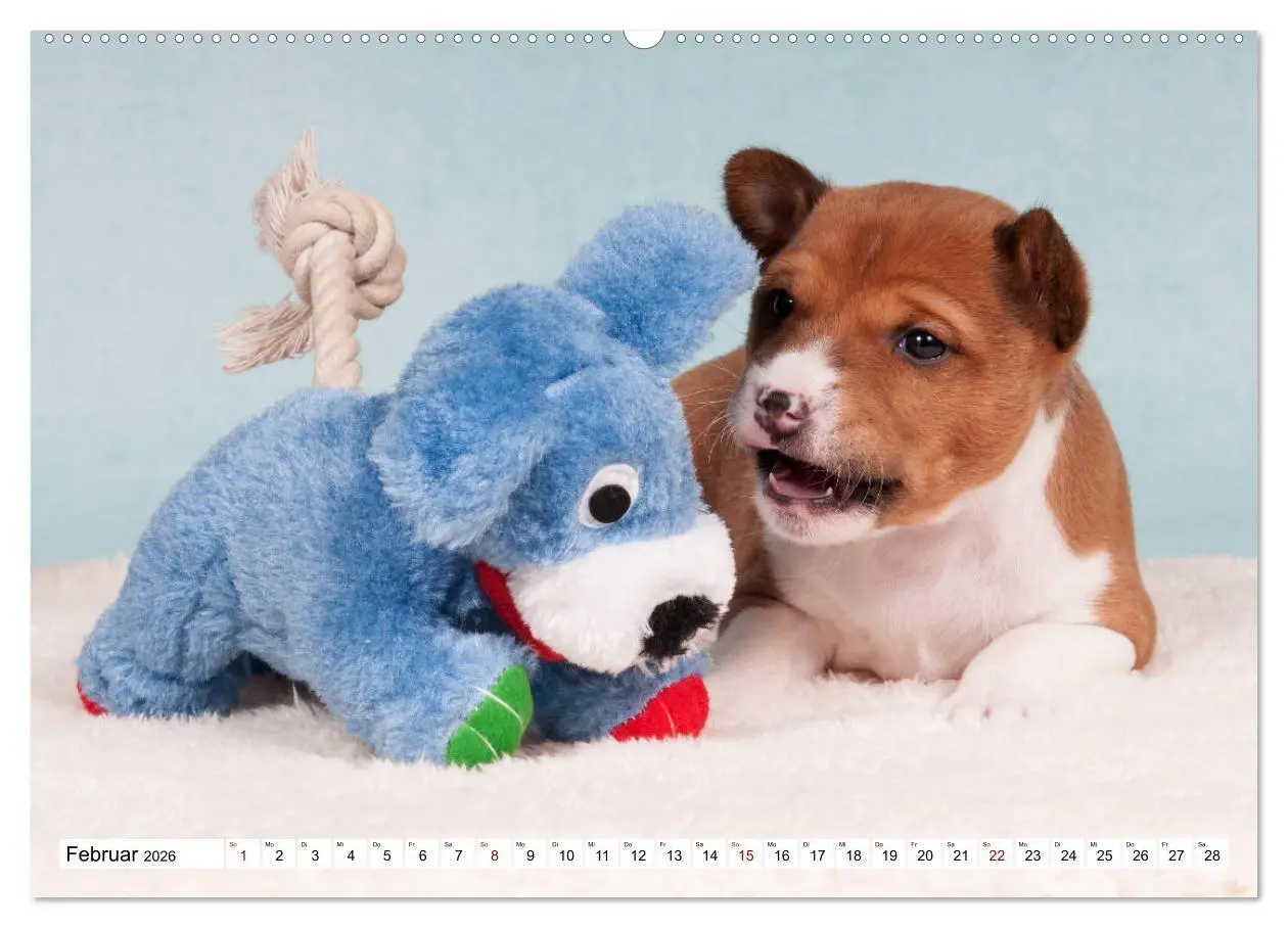 Bild: 9783457823972 | Wunderbare Basenji Welpenzeit (Wandkalender 2026 DIN A2 quer),...
