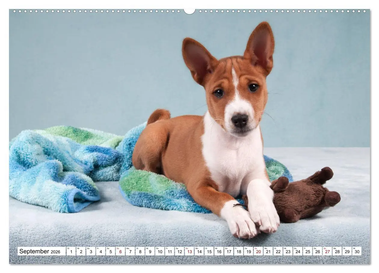 Bild: 9783457823972 | Wunderbare Basenji Welpenzeit (Wandkalender 2026 DIN A2 quer),...