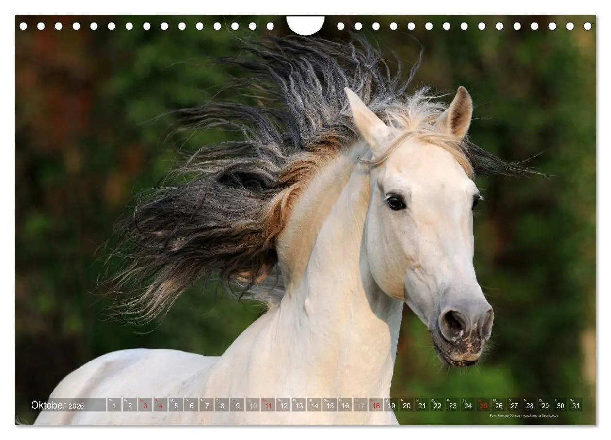 Bild: 9783516153972 | Edle spanische Pferde - Pura Raza Espanola (Wandkalender 2026 DIN...