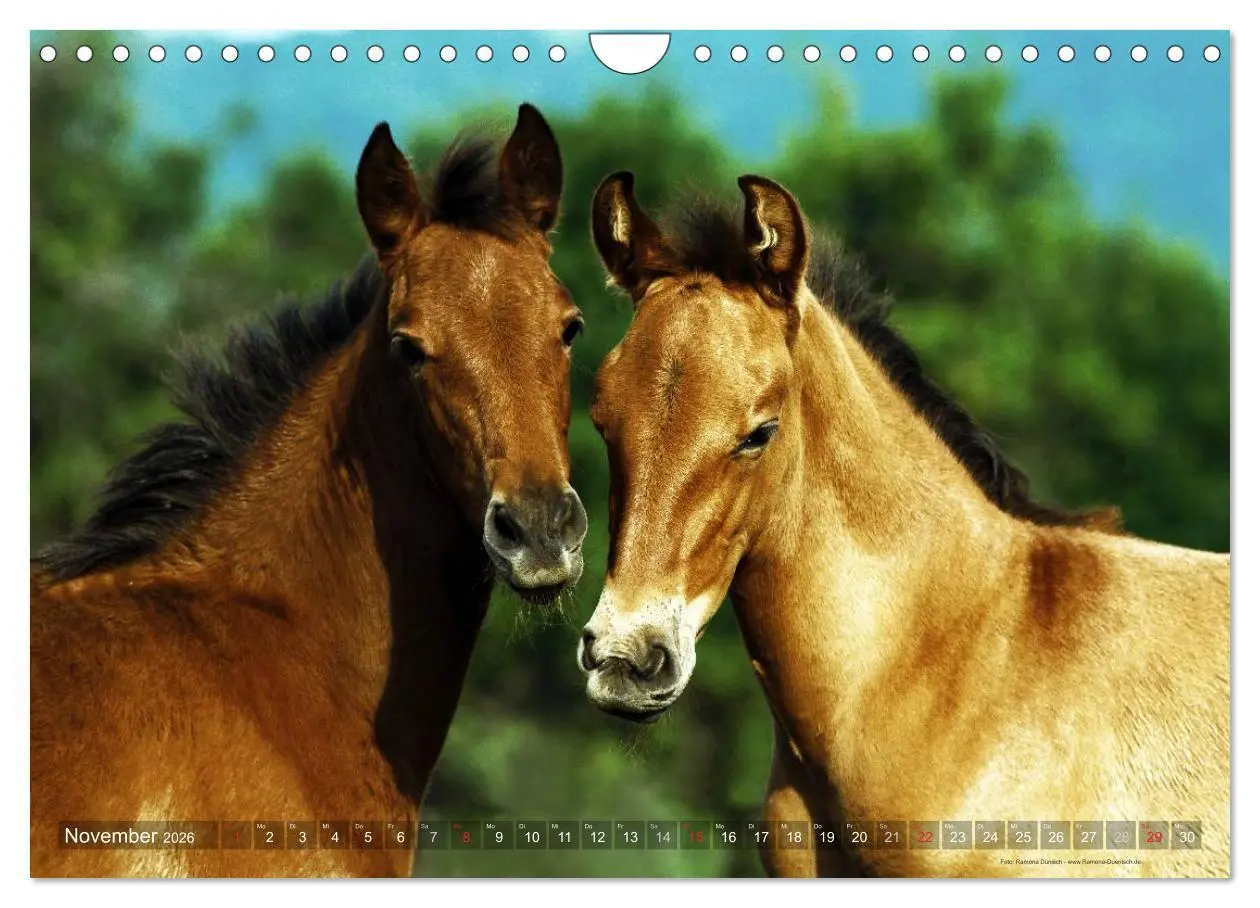 Bild: 9783516153972 | Edle spanische Pferde - Pura Raza Espanola (Wandkalender 2026 DIN...