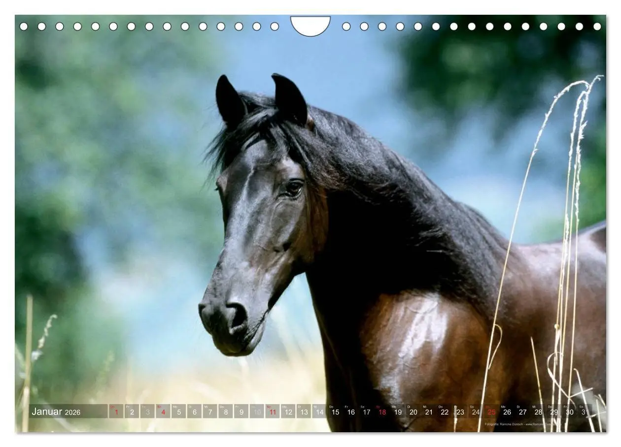 Bild: 9783516153972 | Edle spanische Pferde - Pura Raza Espanola (Wandkalender 2026 DIN...