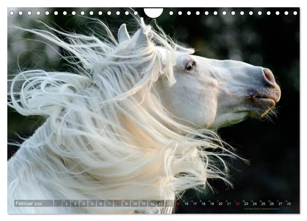 Bild: 9783516153972 | Edle spanische Pferde - Pura Raza Espanola (Wandkalender 2026 DIN...
