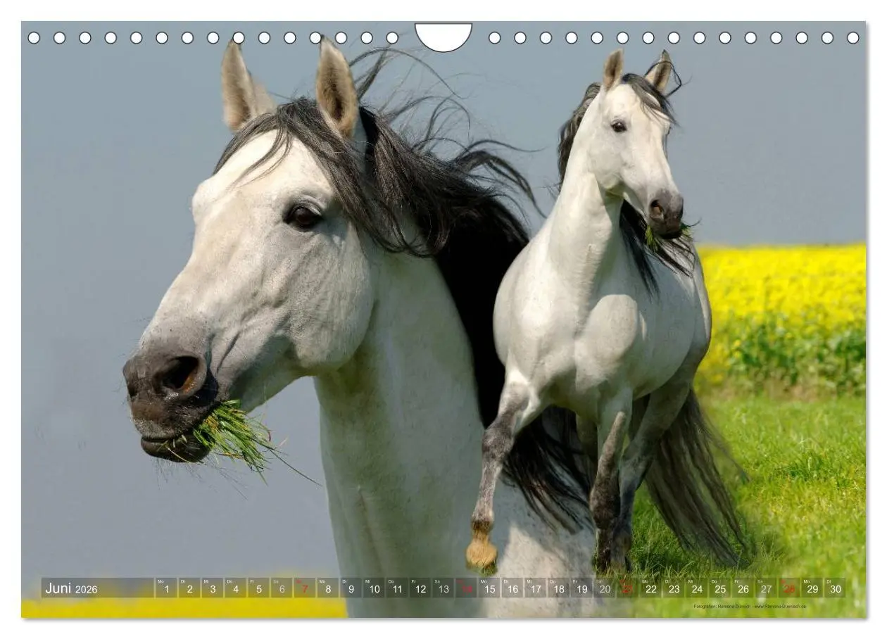 Bild: 9783516153972 | Edle spanische Pferde - Pura Raza Espanola (Wandkalender 2026 DIN...