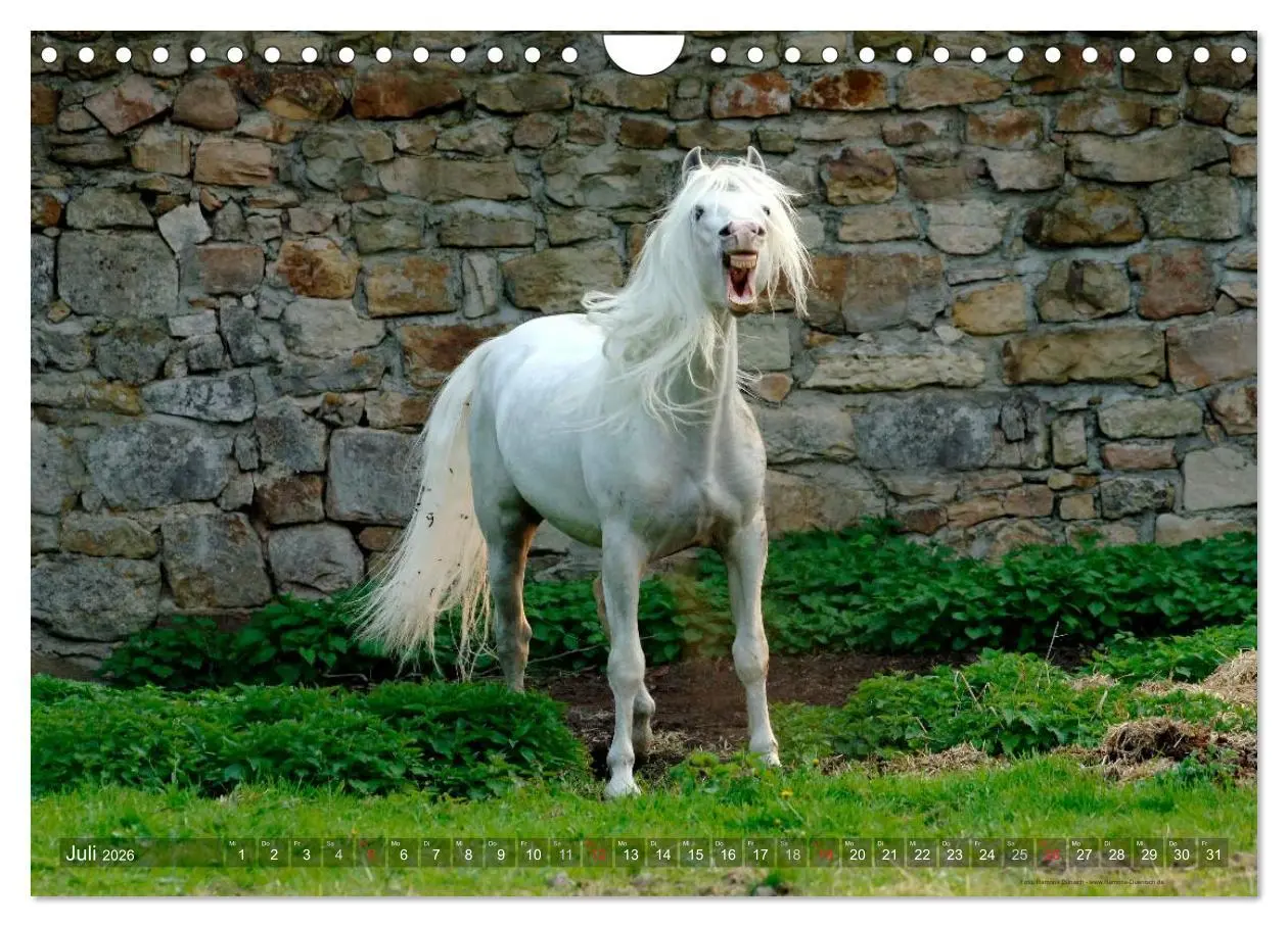 Bild: 9783516153972 | Edle spanische Pferde - Pura Raza Espanola (Wandkalender 2026 DIN...