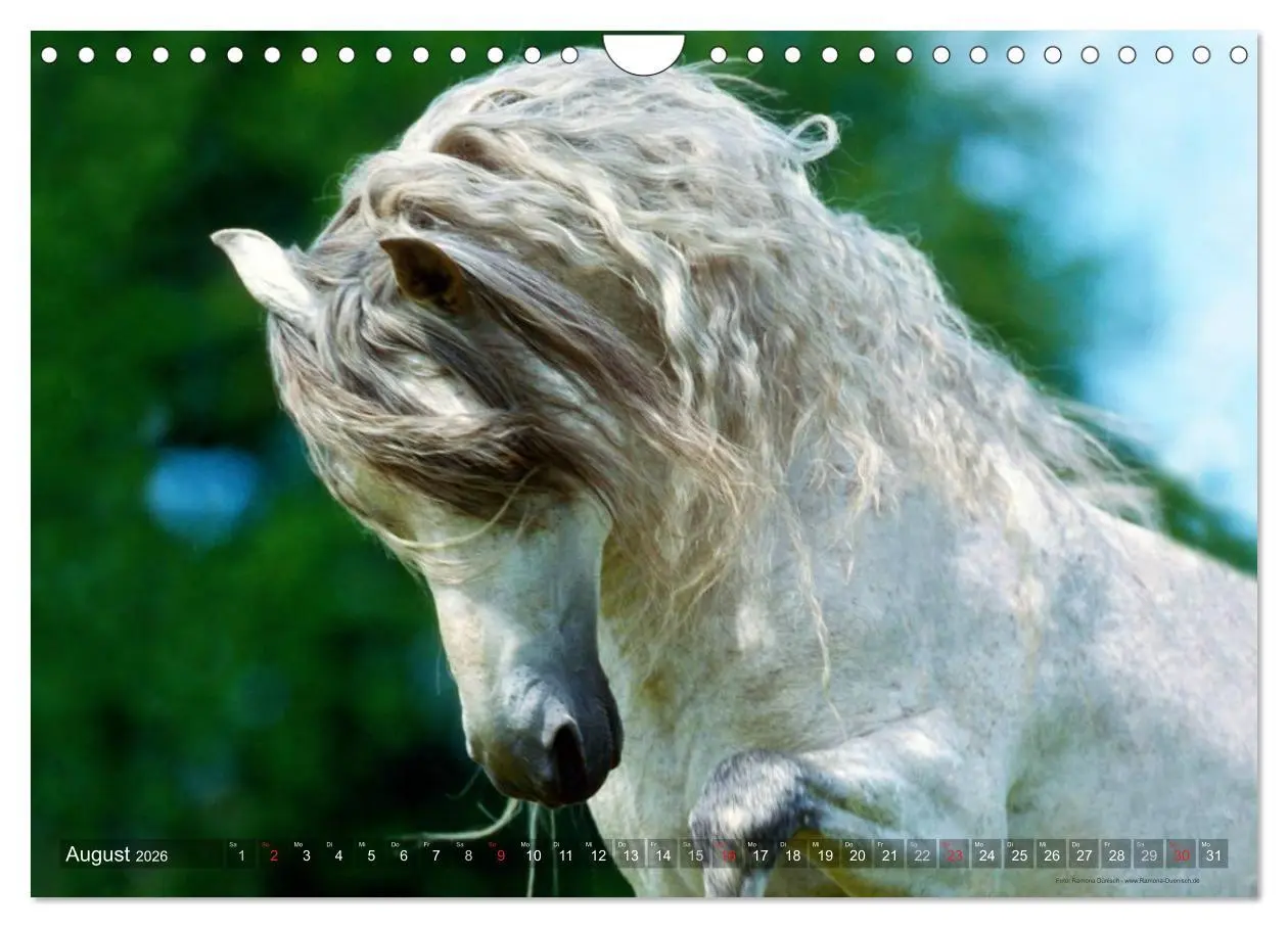 Bild: 9783516153972 | Edle spanische Pferde - Pura Raza Espanola (Wandkalender 2026 DIN...