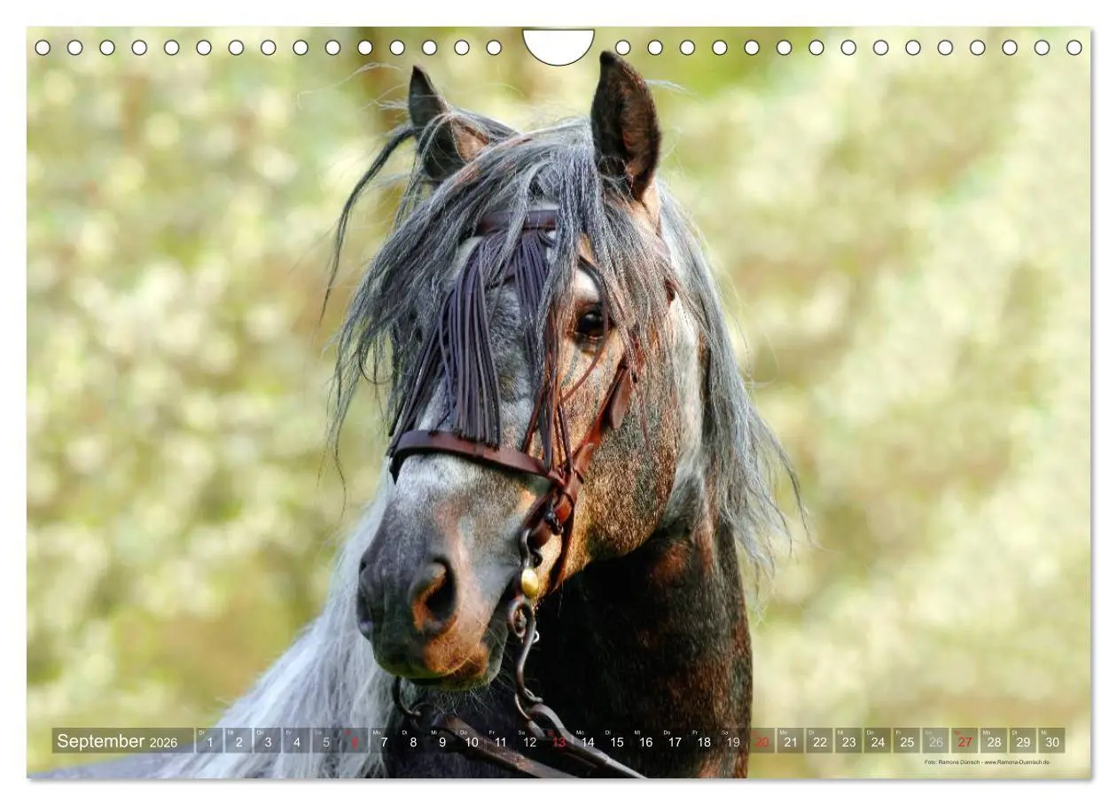 Bild: 9783516153972 | Edle spanische Pferde - Pura Raza Espanola (Wandkalender 2026 DIN...