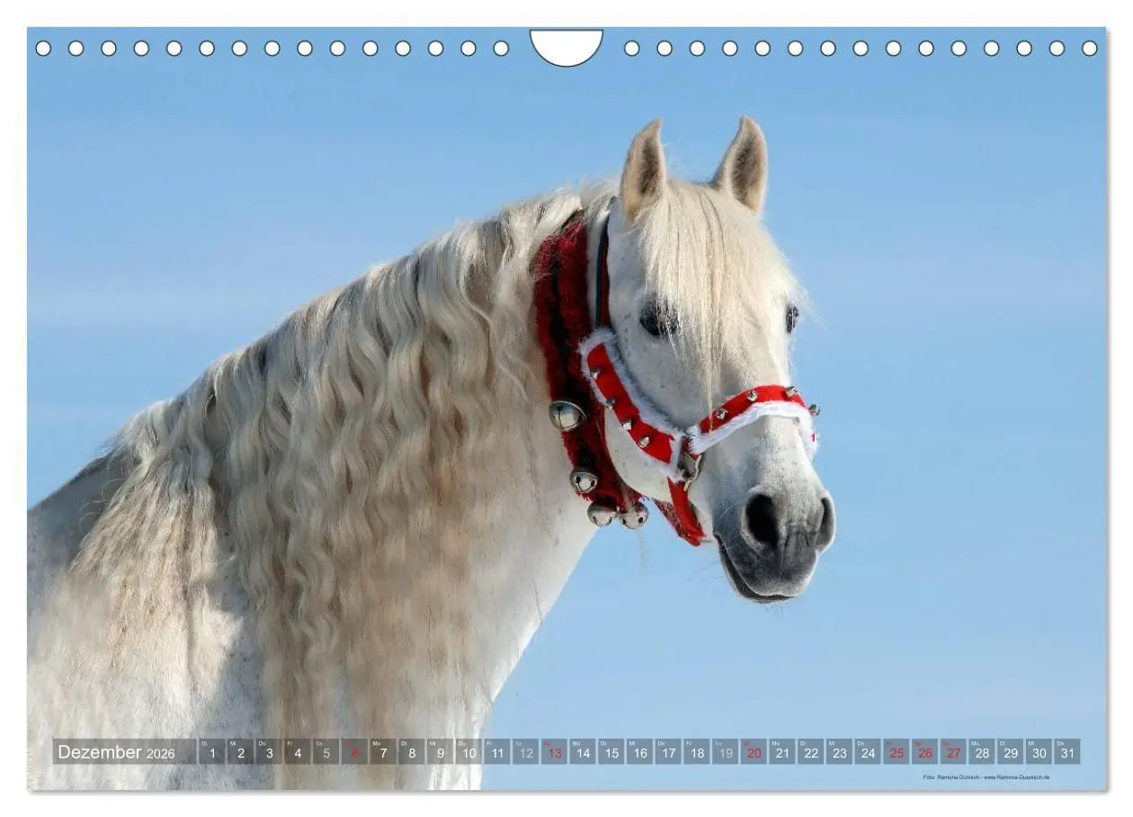 Bild: 9783516153972 | Edle spanische Pferde - Pura Raza Espanola (Wandkalender 2026 DIN...