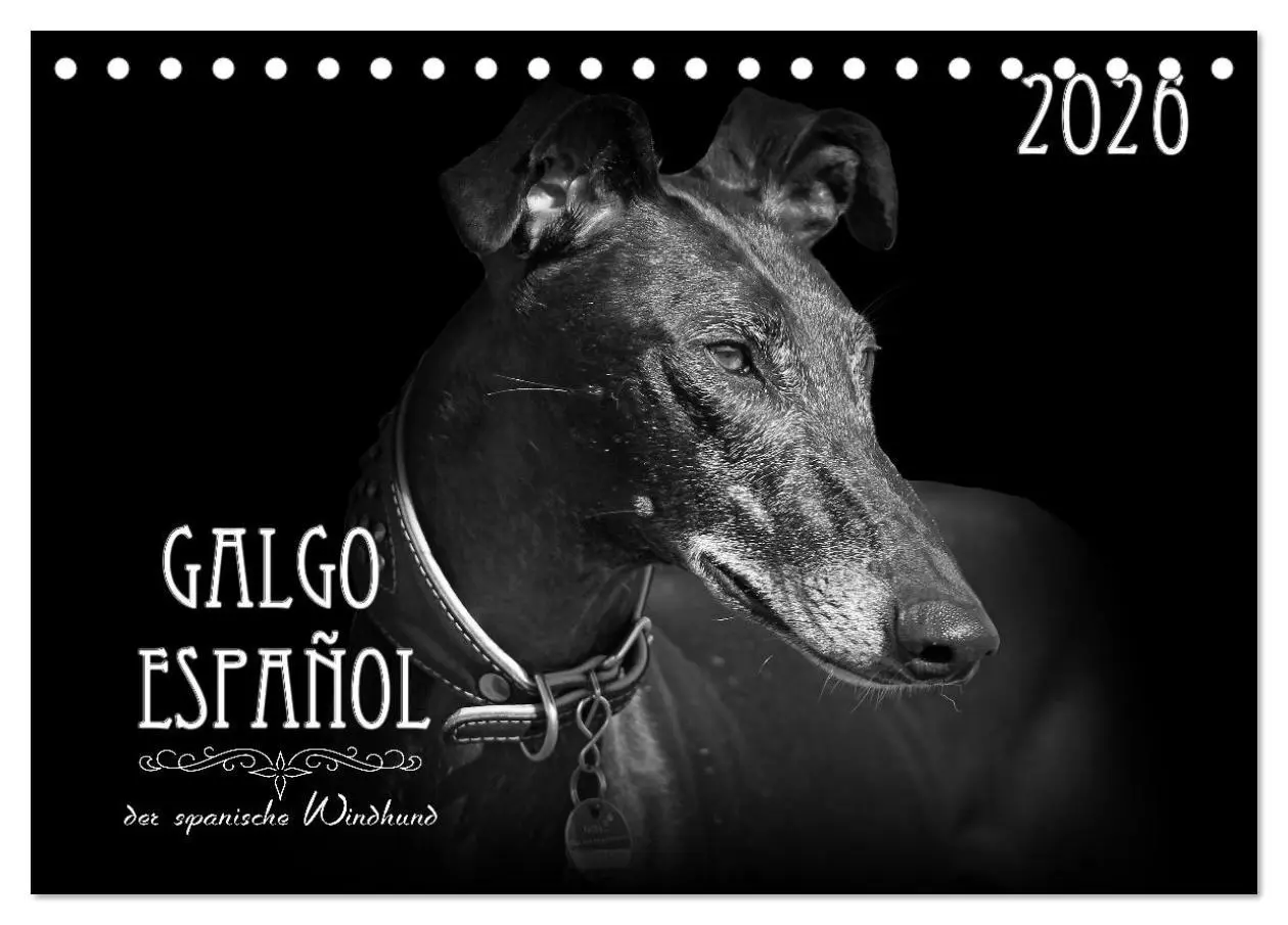 Cover: 9783457544372 | Galgo Español - der spanische Windhund 2026 (Tischkalender 2026 DIN...