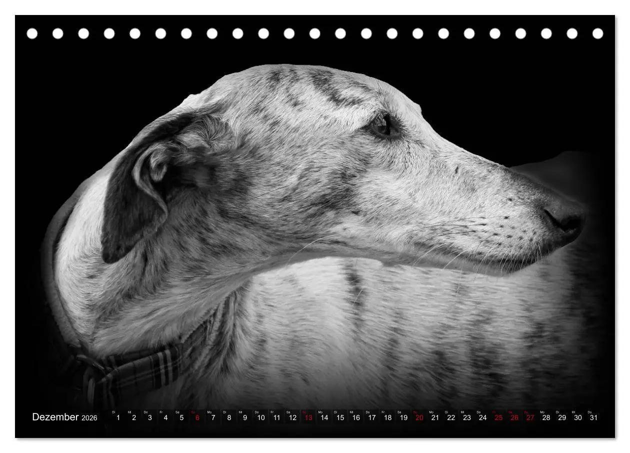 Bild: 9783457544372 | Galgo Español - der spanische Windhund 2026 (Tischkalender 2026 DIN...