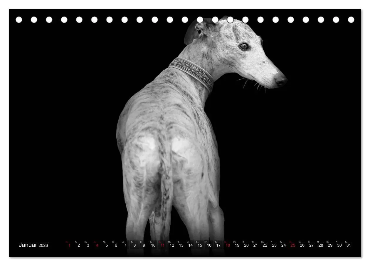 Bild: 9783457544372 | Galgo Español - der spanische Windhund 2026 (Tischkalender 2026 DIN...