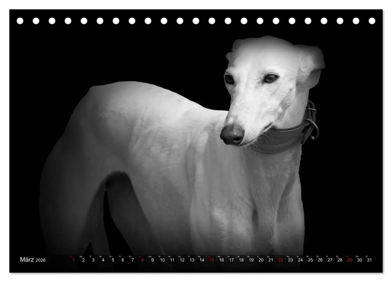 Bild: 9783457544372 | Galgo Español - der spanische Windhund 2026 (Tischkalender 2026 DIN...