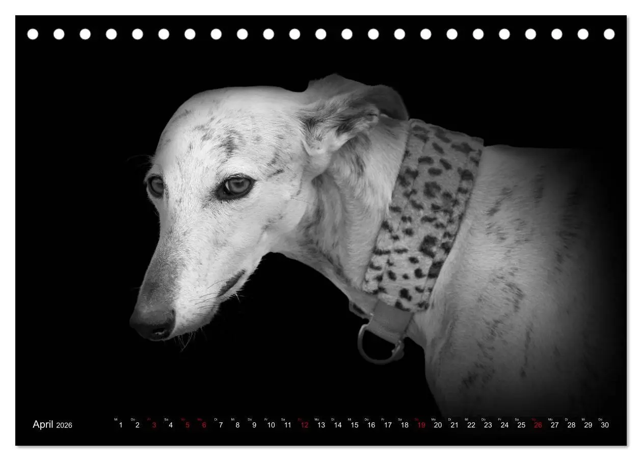 Bild: 9783457544372 | Galgo Español - der spanische Windhund 2026 (Tischkalender 2026 DIN...