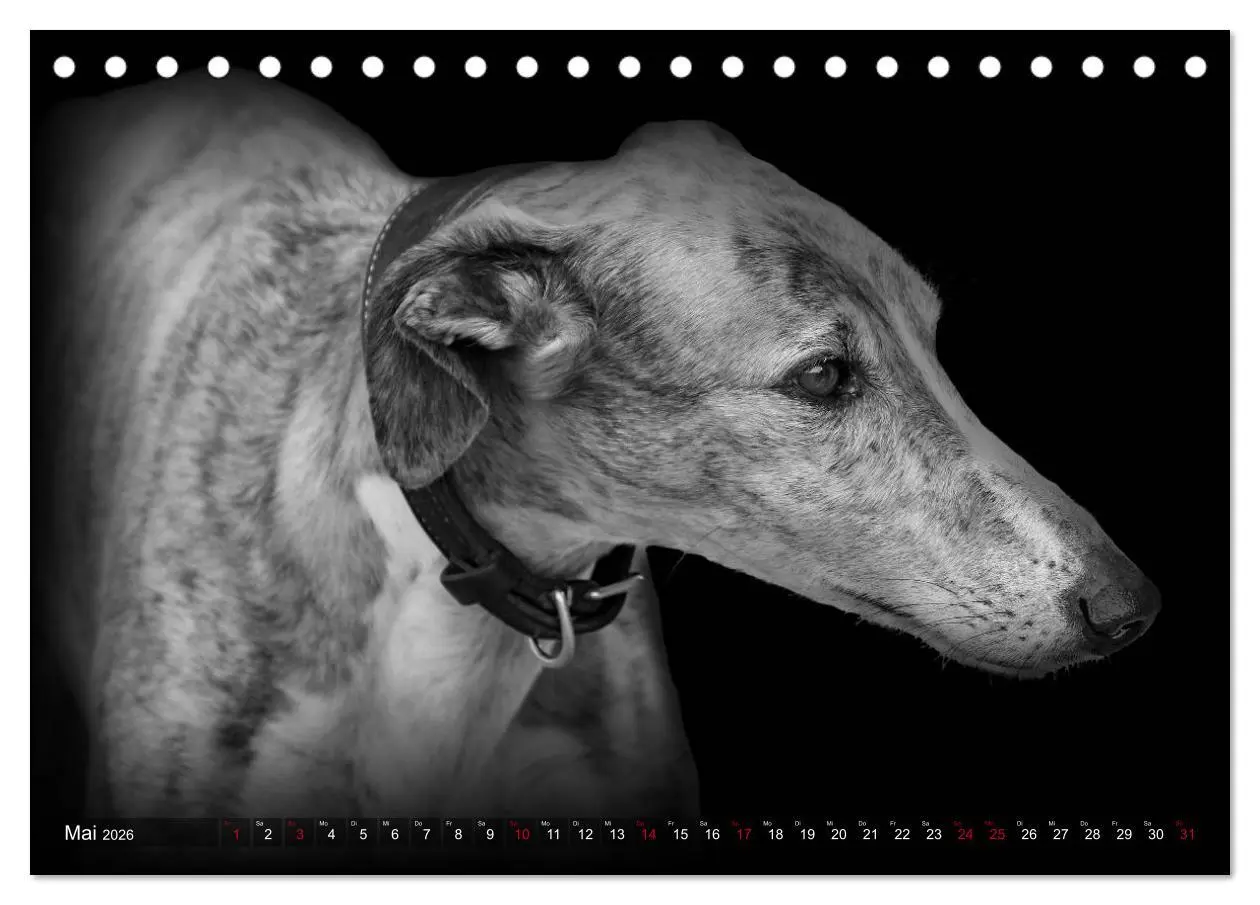 Bild: 9783457544372 | Galgo Español - der spanische Windhund 2026 (Tischkalender 2026 DIN...