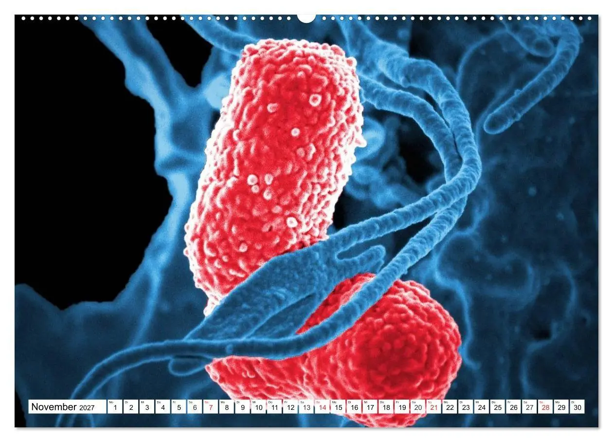 Bild: 9783569894372 | Mikrobiologie. Mikroorganismen, Genetik und Zellen (Wandkalender...
